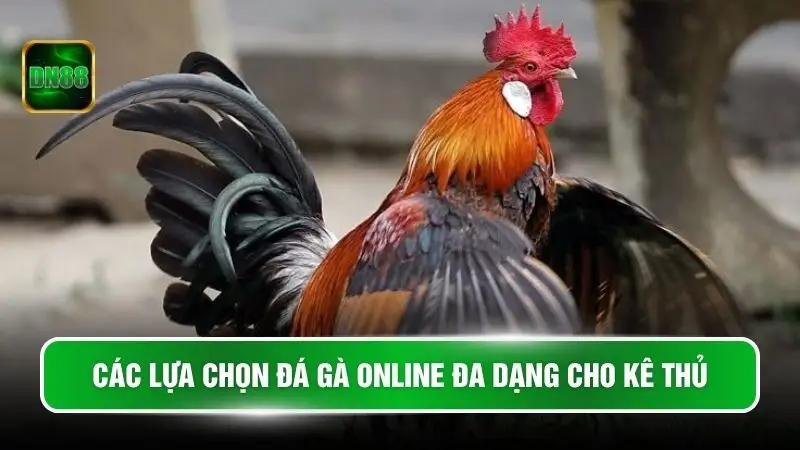 Các lựa chọn đá gà online đa dạng cho kê thủ