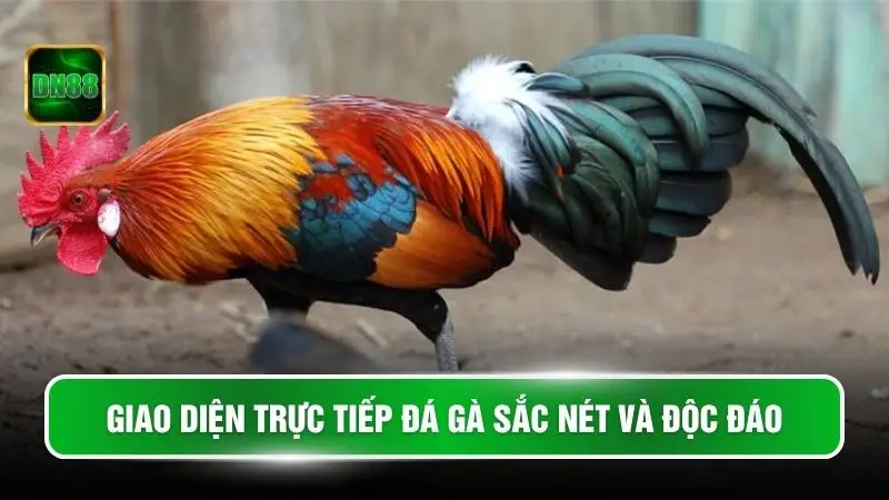 Giao diện trực tiếp đá gà sắc nét và độc đáo