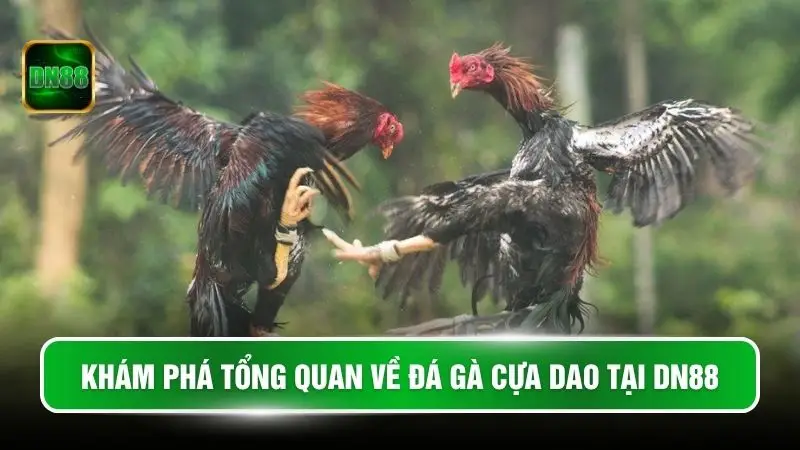 Khám phá tổng quan về đá gà cựa dao tại DN88