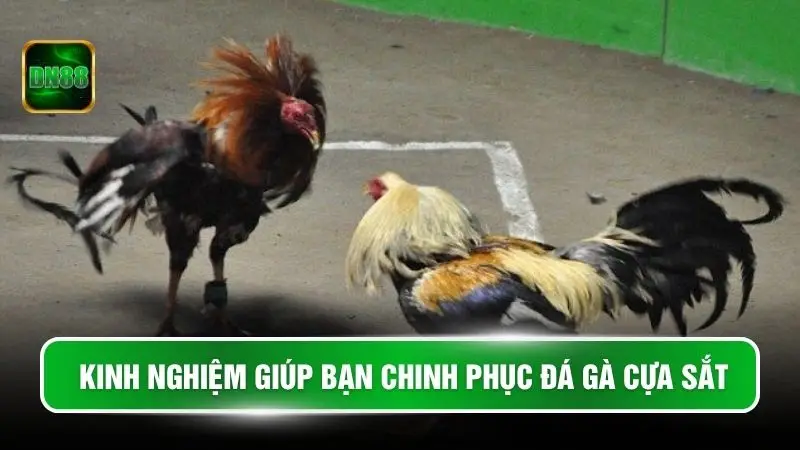 Kinh nghiệm giúp bạn chinh phục đá gà cựa sắt