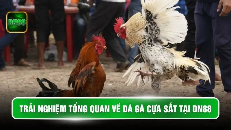 Trải nghiệm tổng quan về đá gà cựa sắt tại DN88